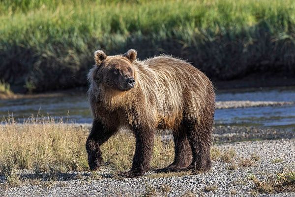 Jones, Adam 아티스트의 Grizzly bear cub crossing grassy meadow-Lake Clark National Park and Preserve-Alaska작품입니다.